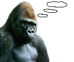Thoughtful Gorilla oops Guerilla