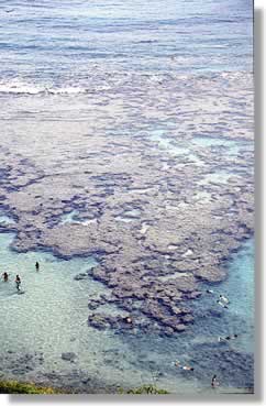 Coral reef