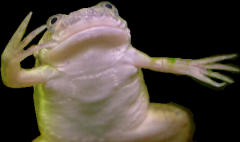 to the Frog page!