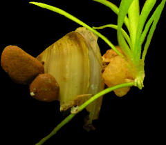 to the Clam page!