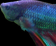 to the Betta page!