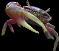 to the Fiddler Crab page!