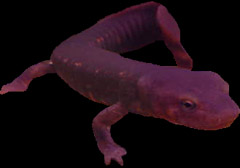 to the Newt page!