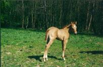 Fohlen von Miss ekto Leo Jac