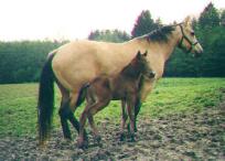 Docs Hickory Topsail mit Fohlen