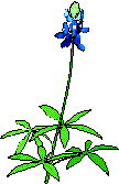 Bluebonnet: State Flower of Texas