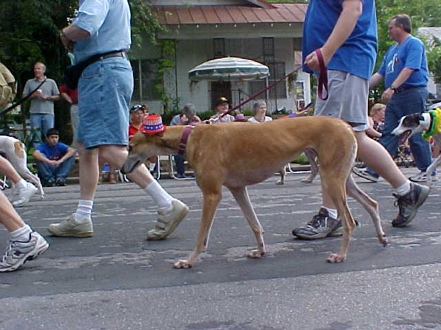 dogwithhat.JPG (46166 bytes)