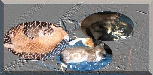 Some of the many Cats who have crossed my Path