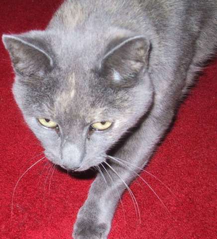 images/fang3.jpg