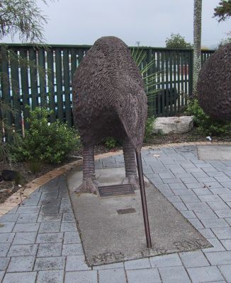 images/oto-kiwi1.jpg