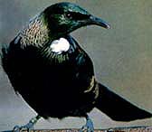 images/tui.jpg