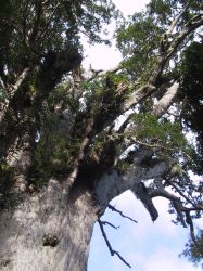 images/wai-branch.jpg