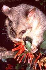 images/wai-possum.jpg