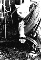 Cat in Leg-Hold Trap