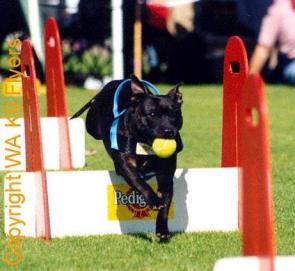 flyball