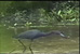 Picture of a blue heron.