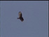 Picture of a vulture.