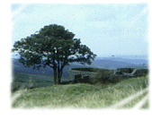wuth3.gif (16453 bytes)
