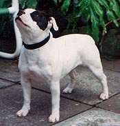 Ch. Warsop Gentle Annie