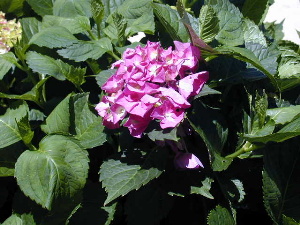 Hydrangea