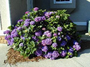 Purple Hydrangea