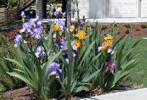 Irises