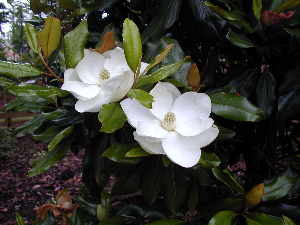 Magnolia Blossom