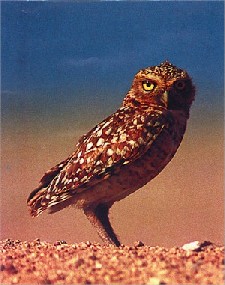 Aruban Burrowing Owl