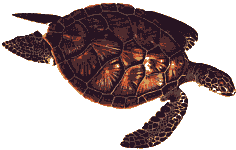 Green Turtle