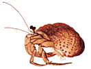 Hermit Crab