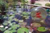 Charlestown Watergarden Cam
