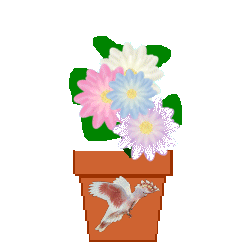 cockatoo