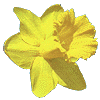 daffodil
