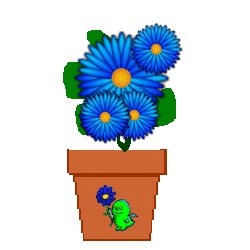 dchamp flower