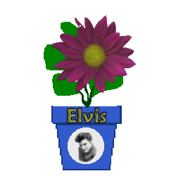 The Site Fights Spirit Flowers -elvis