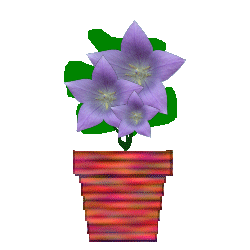 red varigated pot