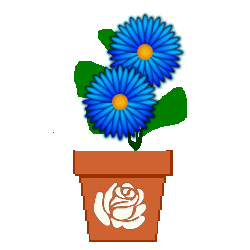 white rose