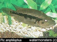 Parachromis dovii