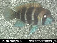 Cyphotilapia frontosa