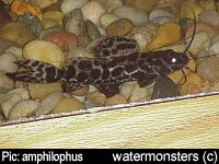 Leiarius marmoratus