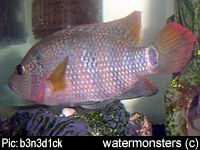 "Cichlasoma" urophthalmus