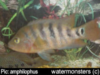 "Cichlasoma" urophthalmus