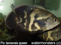 Astronotus ocellatus