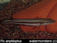 Crenicichla strigata