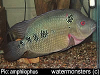 "Cichlasoma" trimaculatus