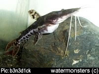 Pseudoplatystoma tigrinum