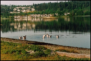 Lagoon