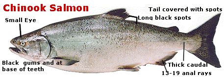 Chinook