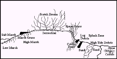 Beach Cross Section