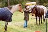 Pemberton 2001
